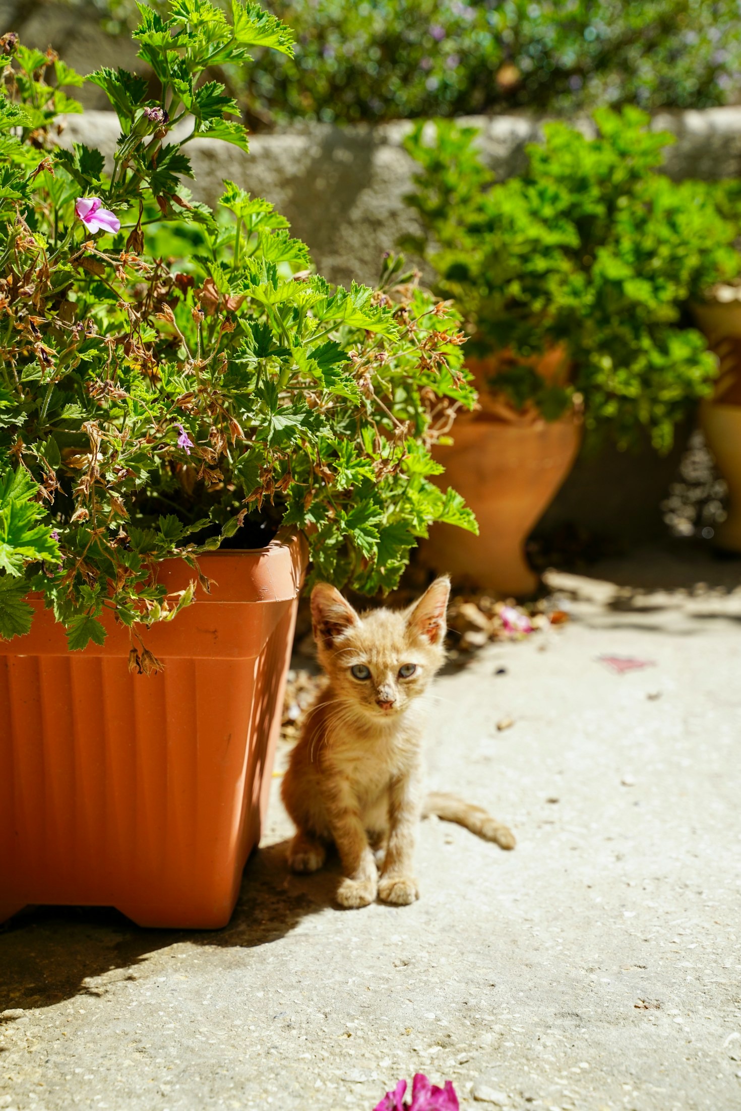 Komiksų menas ir katinų istorijos
